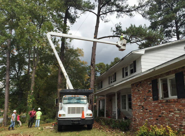 How Our Tree Care Process Works  in  Gnadenhutten, OH