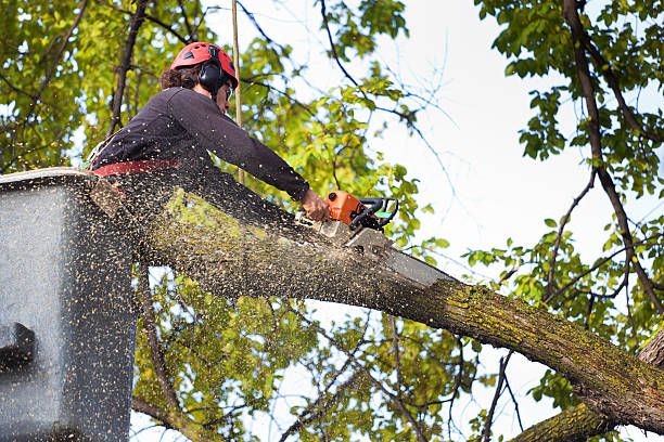 Best Storm Damage Tree Cleanup  in Gnadenhutten, OH